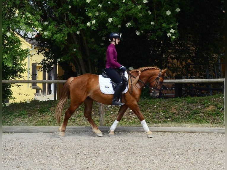 Weitere Ponys/Kleinpferde Wallach 4 Jahre 150 cm Fuchs in Wellheim