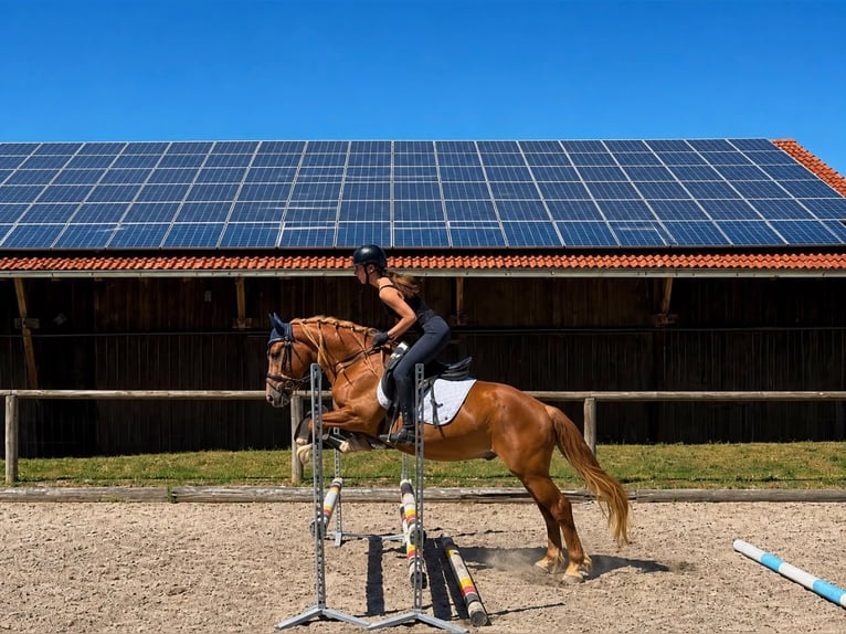 Weitere Ponys/Kleinpferde Wallach 4 Jahre 150 cm Fuchs in Wellheim