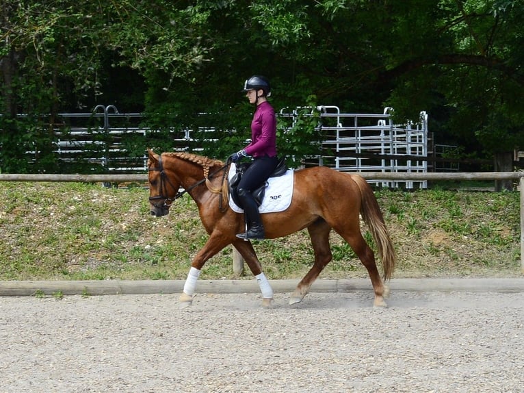Weitere Ponys/Kleinpferde Wallach 4 Jahre 150 cm Fuchs in Wellheim