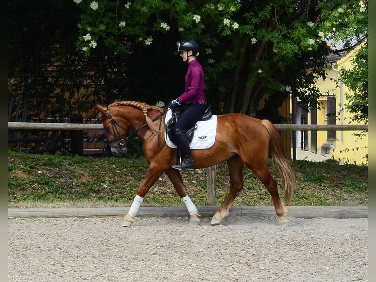 Weitere Ponys/Kleinpferde Wallach 4 Jahre 150 cm Fuchs in Wellheim