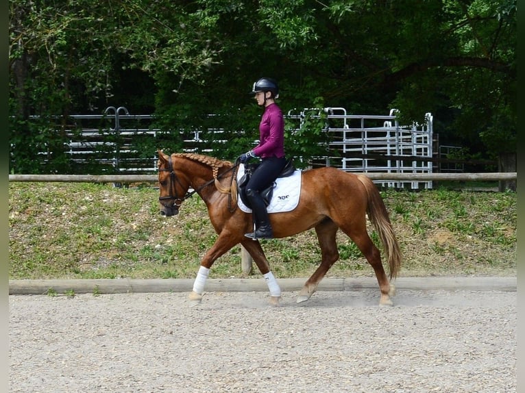 Weitere Ponys/Kleinpferde Wallach 4 Jahre 150 cm Fuchs in Wellheim