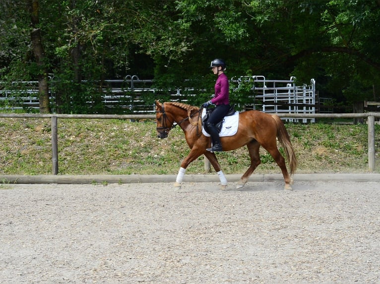 Weitere Ponys/Kleinpferde Wallach 4 Jahre 150 cm Fuchs in Wellheim