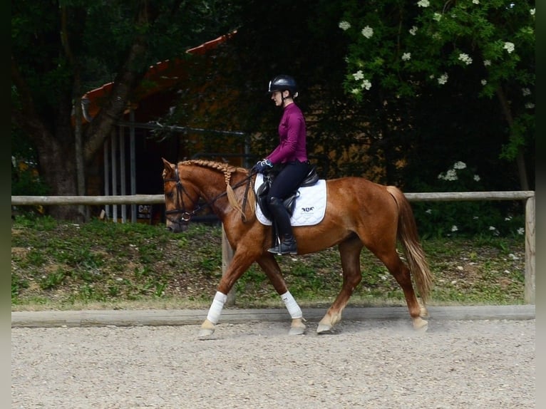 Weitere Ponys/Kleinpferde Wallach 4 Jahre 150 cm Fuchs in Wellheim
