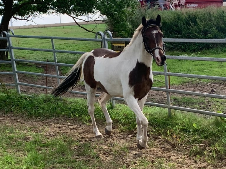 Weitere Ponys/Kleinpferde Mix Wallach 4 Jahre 150 cm Schecke in S&#xFC;derholz