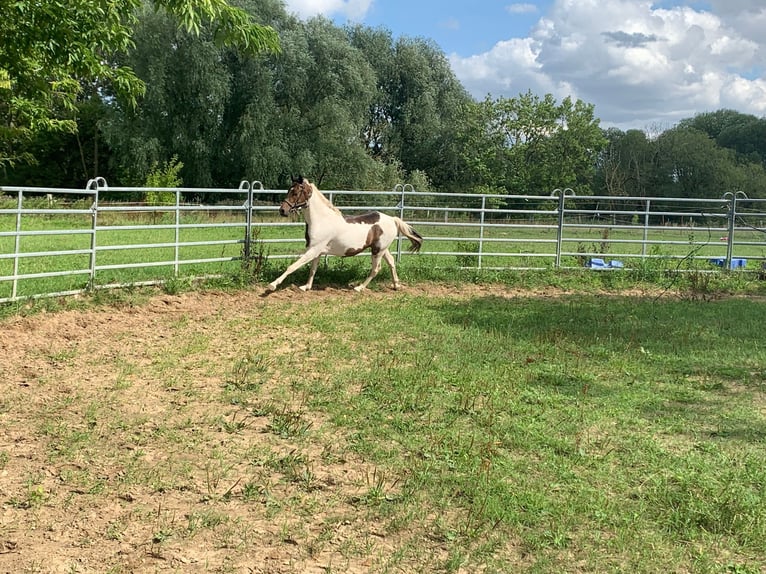 Weitere Ponys/Kleinpferde Mix Wallach 4 Jahre 150 cm Schecke in S&#xFC;derholz