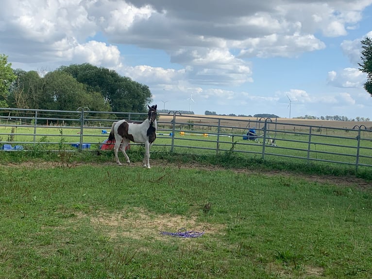 Weitere Ponys/Kleinpferde Mix Wallach 4 Jahre 150 cm Schecke in S&#xFC;derholz