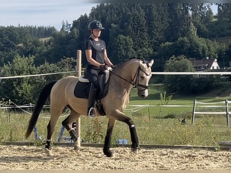 Weitere Ponys/Kleinpferde Wallach 4 Jahre 151 cm Champagne in Heiligenberg Weitere Ponys/Kleinpferde Wallach 4 Jahre 151 cm Champagne in Heiligenberg