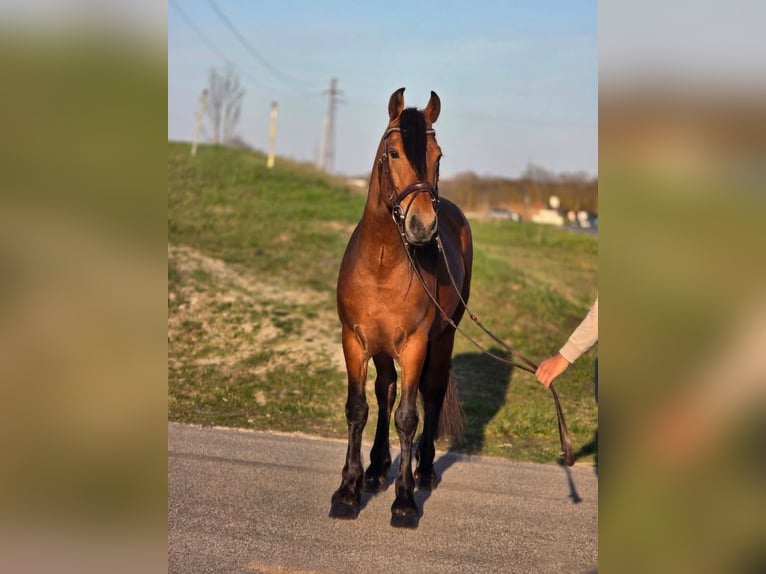 Weitere Ponys/Kleinpferde Wallach 4 Jahre 152 cm Brauner in Békéscsaba