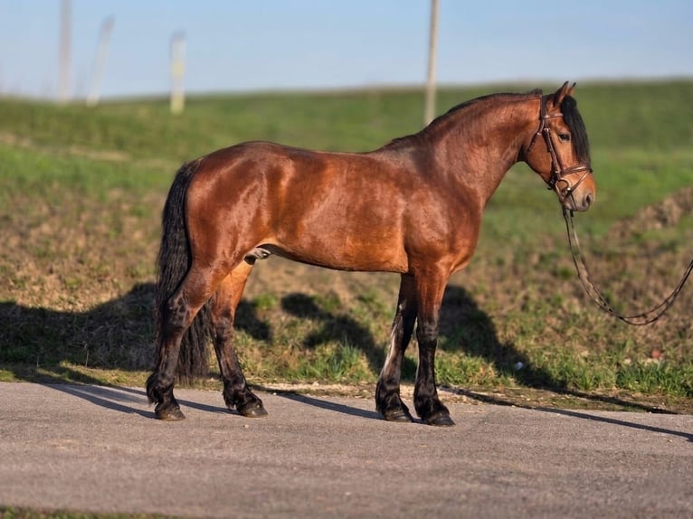 Weitere Ponys/Kleinpferde Wallach 4 Jahre 152 cm Brauner in Békéscsaba