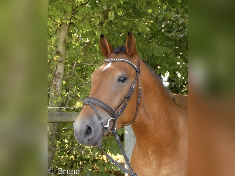 Weitere Ponys/Kleinpferde Mix Wallach 4 Jahre 152 cm Brauner in Bünde