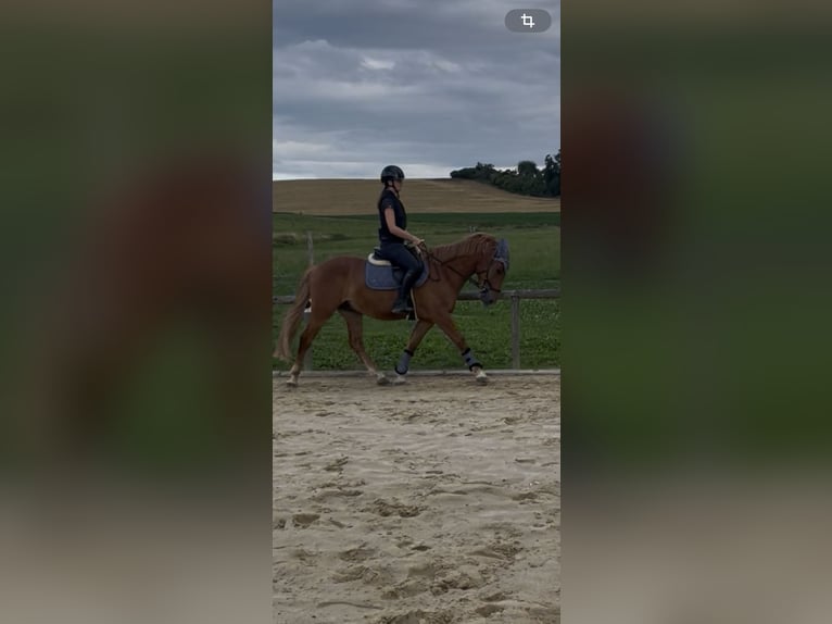 Weitere Ponys/Kleinpferde Wallach 4 Jahre 153 cm Fuchs in Felsberg