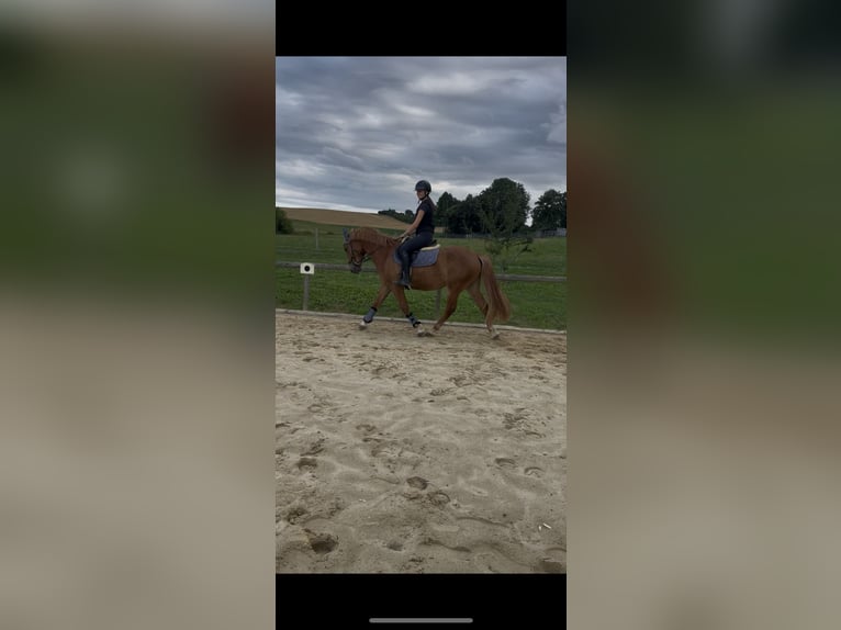 Weitere Ponys/Kleinpferde Wallach 4 Jahre 153 cm Fuchs in Felsberg