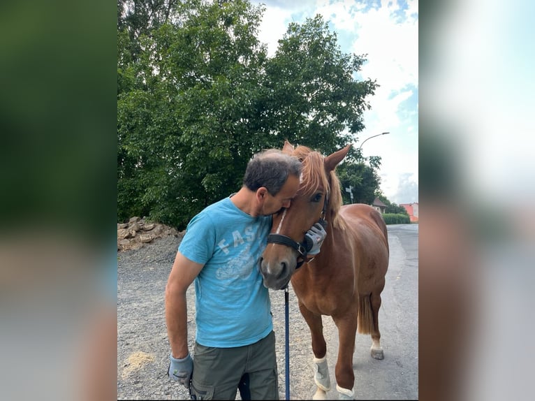 Weitere Ponys/Kleinpferde Wallach 4 Jahre 153 cm Fuchs in Felsberg