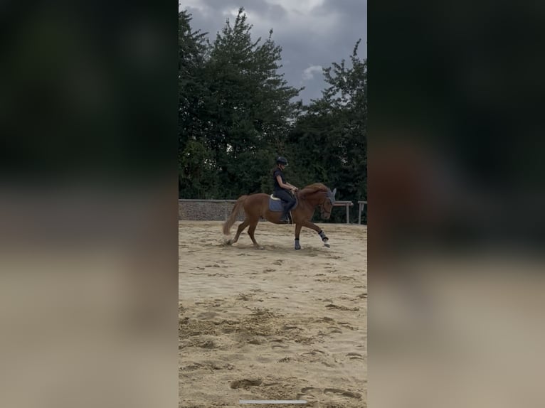 Weitere Ponys/Kleinpferde Wallach 4 Jahre 153 cm Fuchs in Felsberg