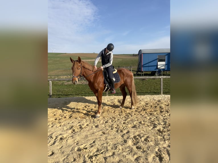 Weitere Ponys/Kleinpferde Wallach 4 Jahre 153 cm Fuchs in Felsberg