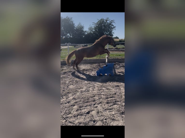 Weitere Ponys/Kleinpferde Wallach 4 Jahre 153 cm Fuchs in Felsberg