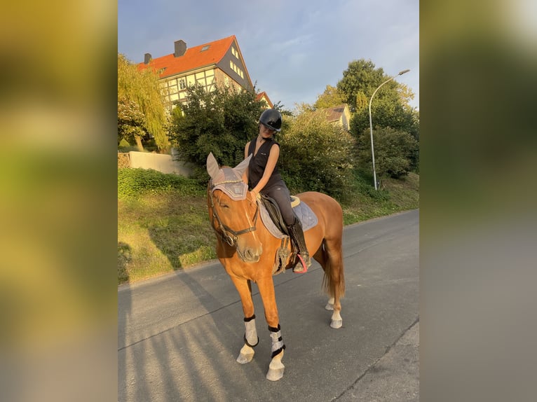 Weitere Ponys/Kleinpferde Wallach 4 Jahre 153 cm Fuchs in Felsberg
