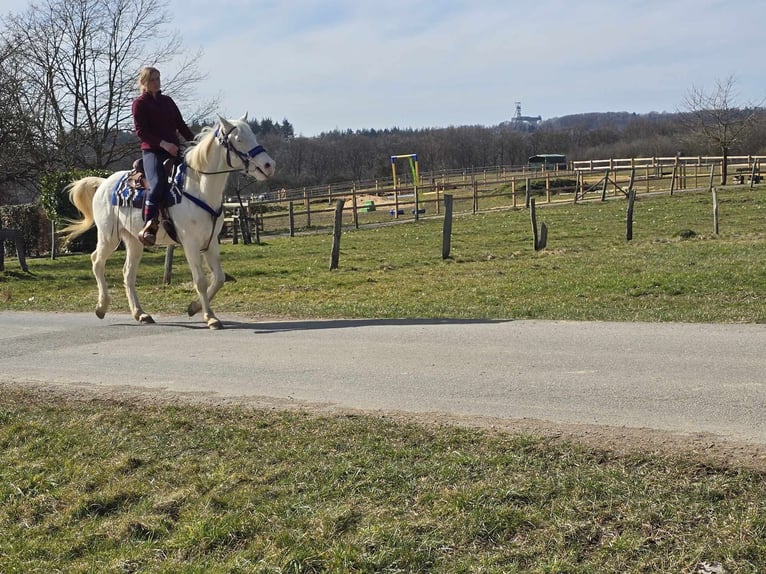 Weitere Ponys/Kleinpferde Mix Wallach 4 Jahre 155 cm Cremello in Linkenbach