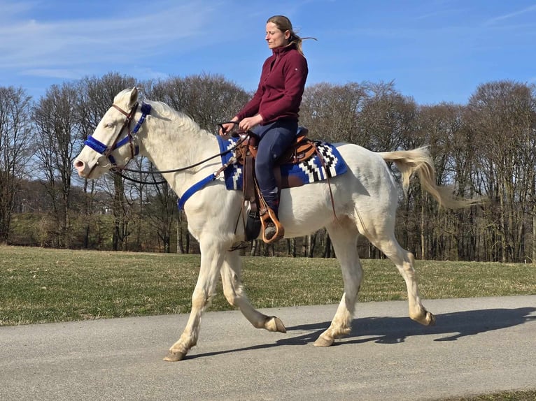 Weitere Ponys/Kleinpferde Mix Wallach 4 Jahre 155 cm Cremello in Linkenbach