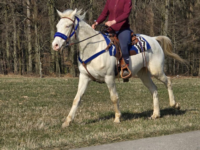Weitere Ponys/Kleinpferde Mix Wallach 4 Jahre 155 cm Cremello in Linkenbach
