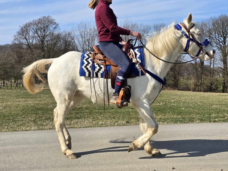 Weitere Ponys/Kleinpferde Mix Wallach 4 Jahre 155 cm Cremello in Linkenbach