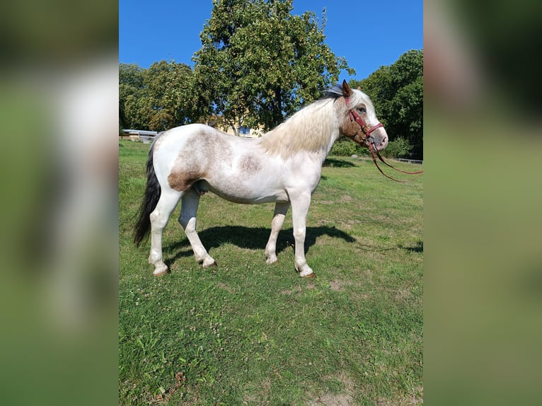 Weitere Ponys/Kleinpferde Wallach 4 Jahre 155 cm Schecke in Neu Gaarz