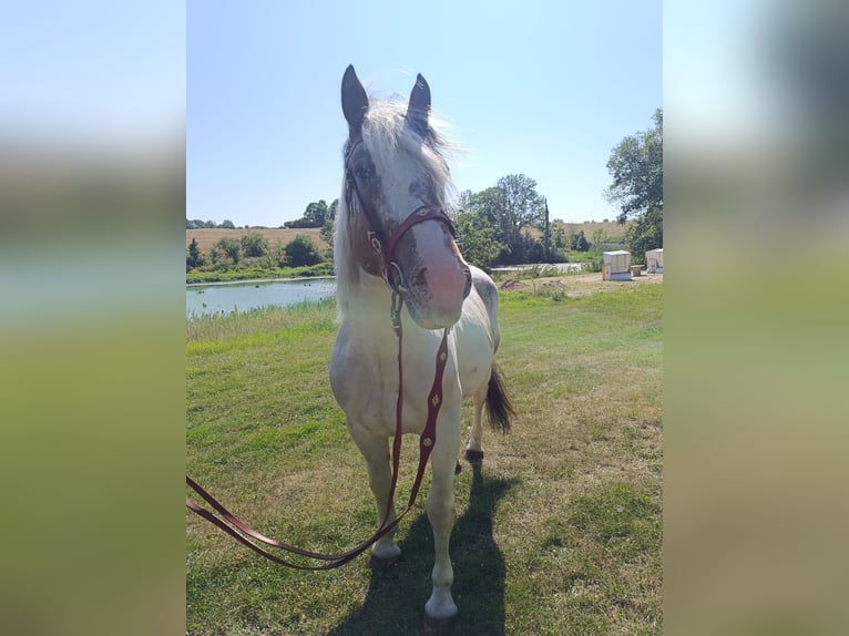 Weitere Ponys/Kleinpferde Wallach 4 Jahre 155 cm Schecke in Neu Gaarz