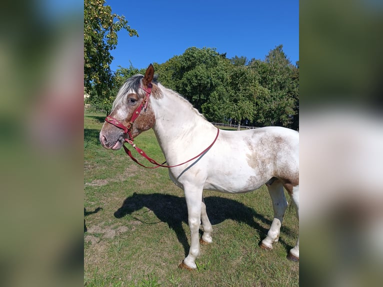 Weitere Ponys/Kleinpferde Wallach 4 Jahre 155 cm Schecke in Neu Gaarz