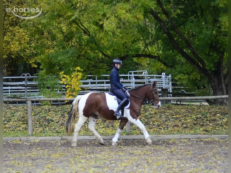 Weitere Ponys/Kleinpferde Wallach 4 Jahre 156 cm Schecke in Wellheim