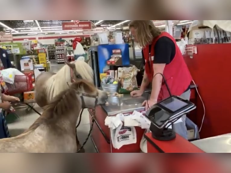 Weitere Ponys/Kleinpferde Wallach 4 Jahre 81 cm Falbe in Marana, AZ