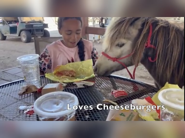 Weitere Ponys/Kleinpferde Wallach 4 Jahre 81 cm Falbe in Marana, AZ