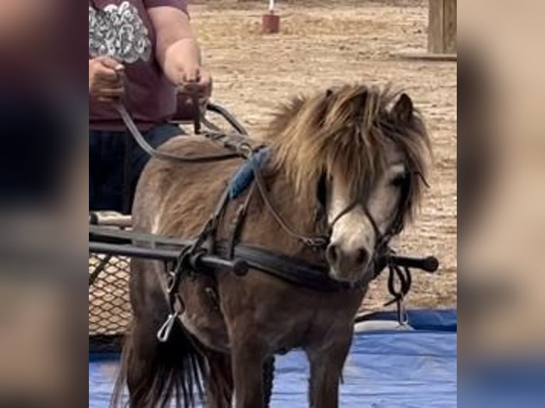 Weitere Ponys/Kleinpferde Wallach 4 Jahre 81 cm Falbe in Marana, AZ