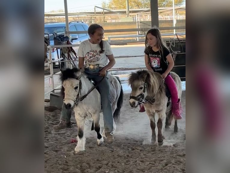 Weitere Ponys/Kleinpferde Wallach 4 Jahre 81 cm Falbe in Marana, AZ