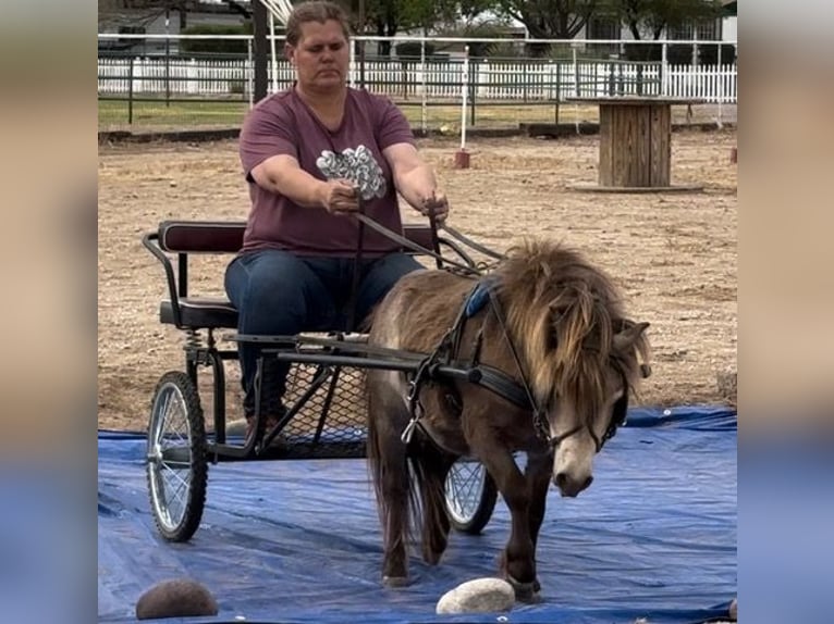Weitere Ponys/Kleinpferde Wallach 4 Jahre 81 cm Falbe in Marana, AZ