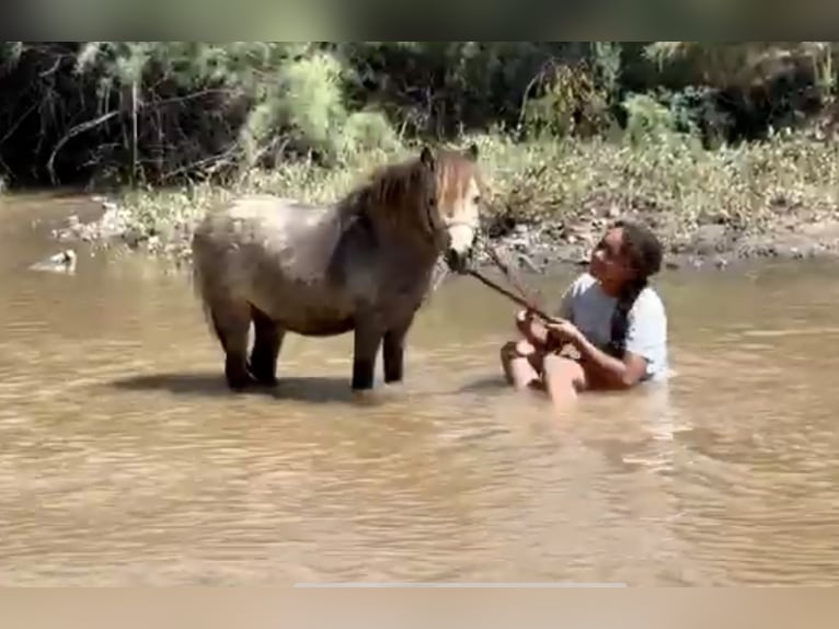 Weitere Ponys/Kleinpferde Wallach 4 Jahre 81 cm Falbe in Marana, AZ