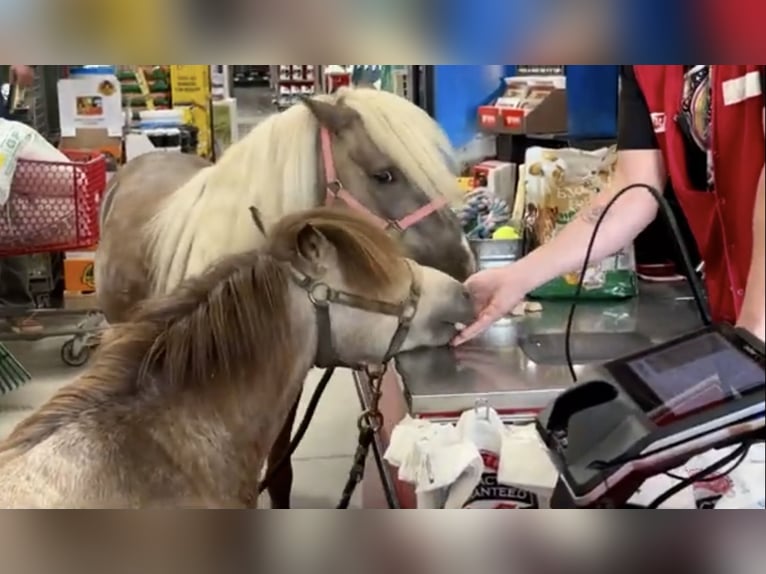 Weitere Ponys/Kleinpferde Wallach 4 Jahre 81 cm Falbe in Marana, AZ