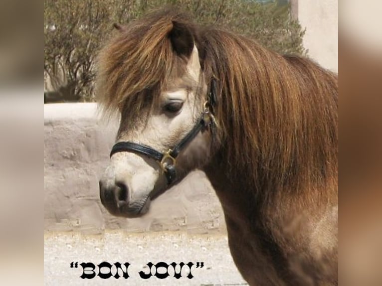 Weitere Ponys/Kleinpferde Wallach 4 Jahre 81 cm Falbe in Marana, AZ