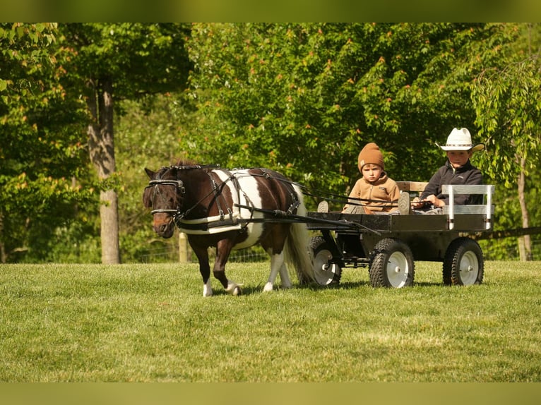 Weitere Ponys/Kleinpferde Wallach 4 Jahre 81 cm in Fresno, OH