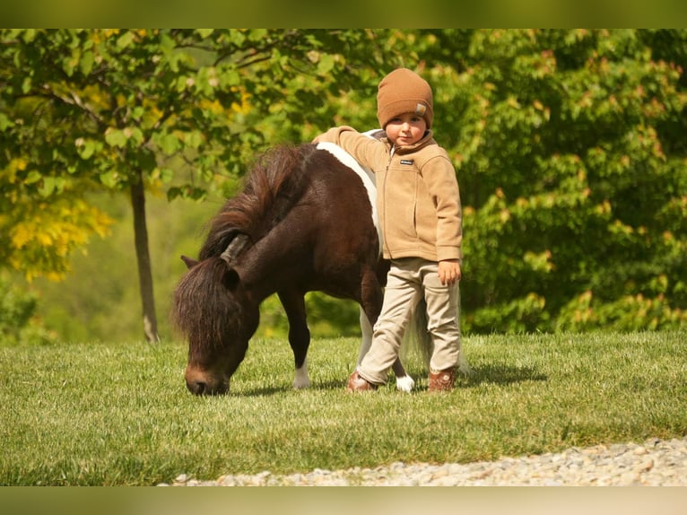 Weitere Ponys/Kleinpferde Wallach 4 Jahre 81 cm in Fresno, OH