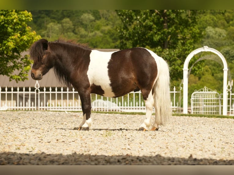 Weitere Ponys/Kleinpferde Wallach 4 Jahre 81 cm in Fresno, OH