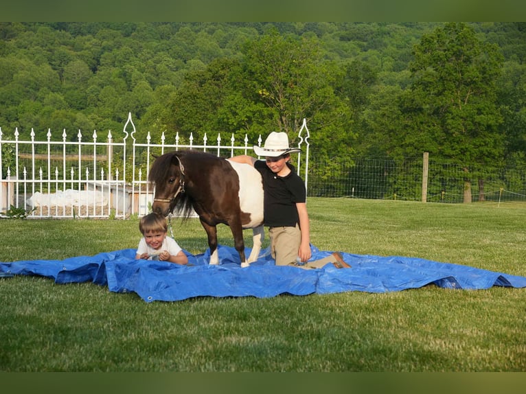 Weitere Ponys/Kleinpferde Wallach 4 Jahre 81 cm in Fresno, OH