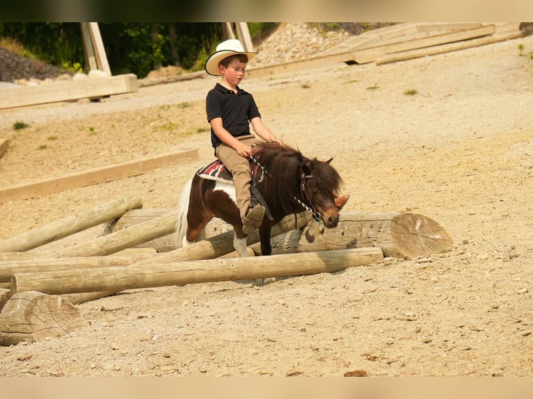 Weitere Ponys/Kleinpferde Wallach 4 Jahre 81 cm in Fresno, OH
