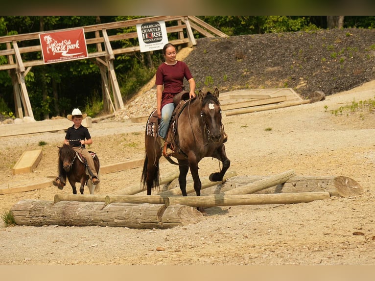 Weitere Ponys/Kleinpferde Wallach 4 Jahre 81 cm in Fresno, OH