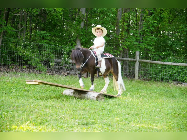 Weitere Ponys/Kleinpferde Wallach 4 Jahre 81 cm in Fresno, OH