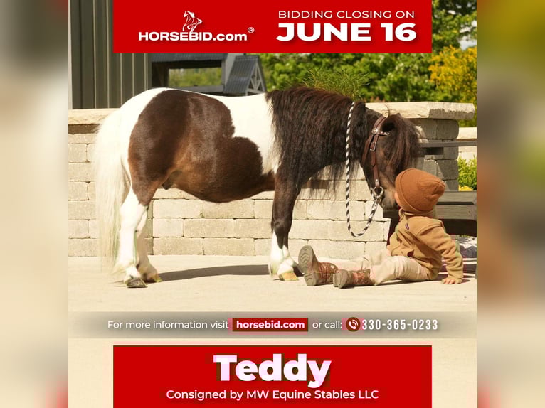 Weitere Ponys/Kleinpferde Wallach 4 Jahre 81 cm in Fresno, OH