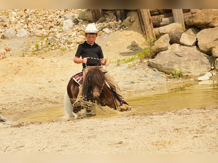 Weitere Ponys/Kleinpferde Wallach 4 Jahre 81 cm in Fresno, OH
