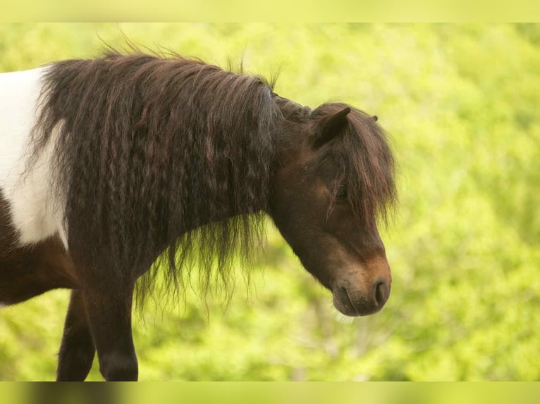 Weitere Ponys/Kleinpferde Wallach 4 Jahre 81 cm in Fresno, OH