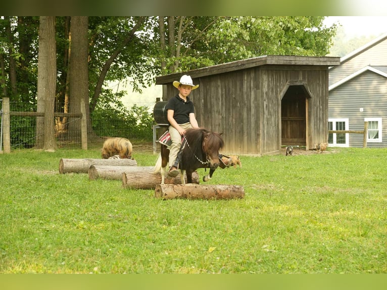 Weitere Ponys/Kleinpferde Wallach 4 Jahre 81 cm in Fresno, OH