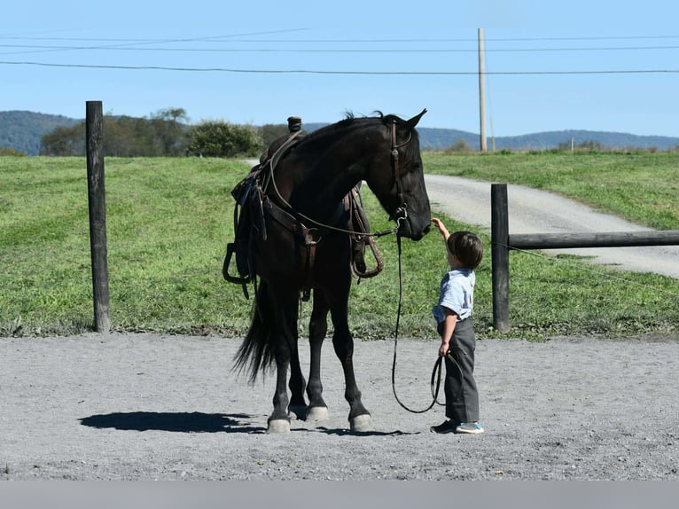 Weitere Ponys/Kleinpferde Wallach 4 Jahre 84 cm Rappe in Rebersburg
