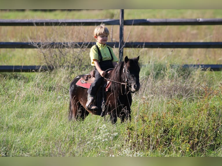Weitere Ponys/Kleinpferde Wallach 4 Jahre 84 cm Rappe in Rebersburg